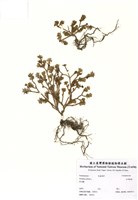 藏品(毛馬齒莧)的圖片